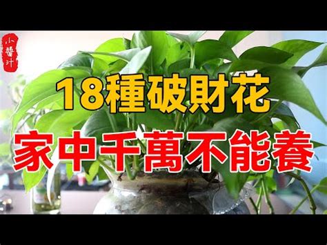 前陽台招財植物